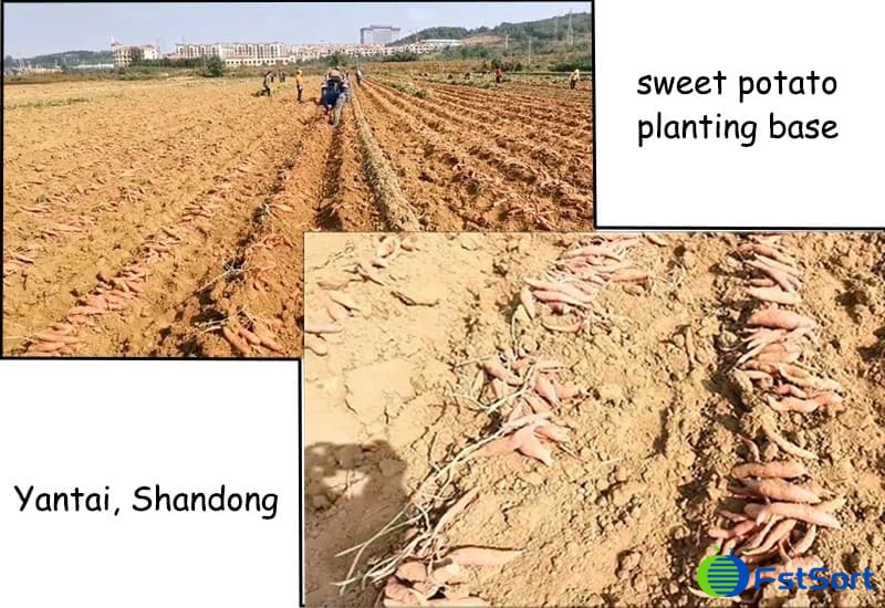 images/1667463003322sweet potato sorting machine.jpg